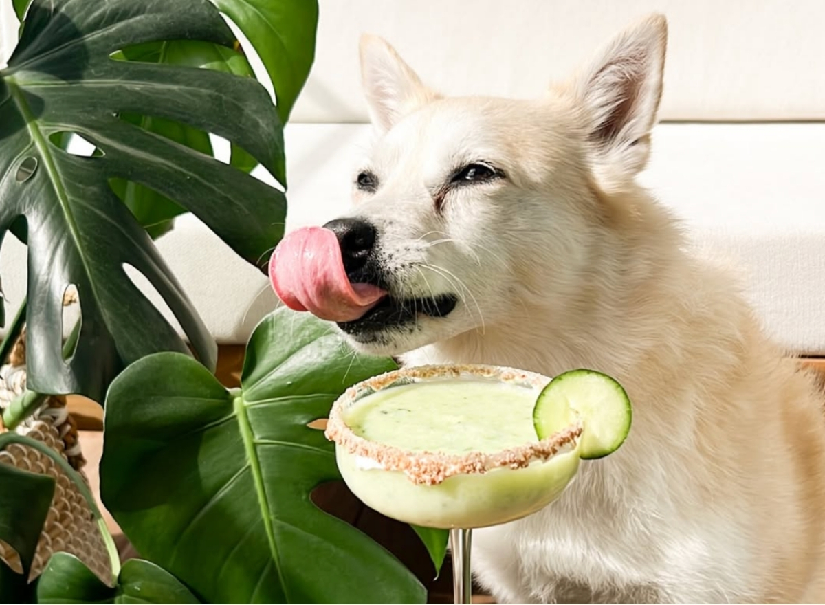 Maple's pet café